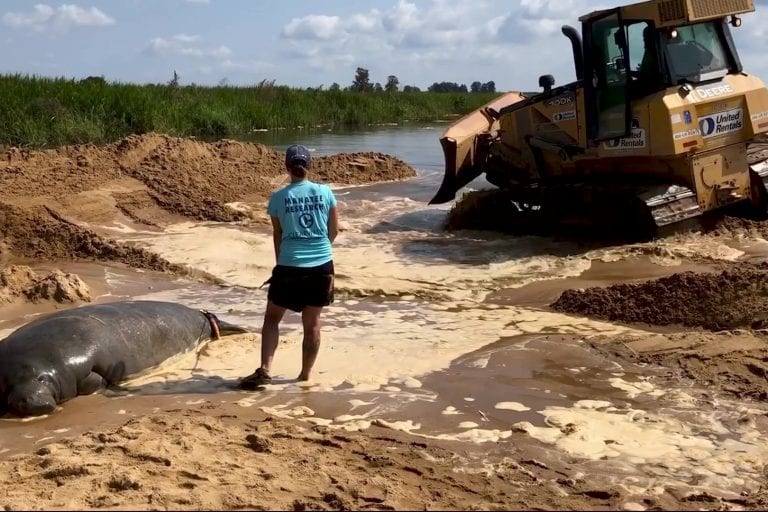 Stranded manatee rescued in Savannah, Georgia
