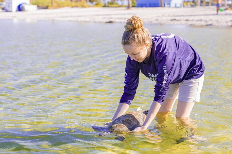 Sparkler turtle release